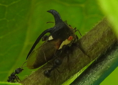 Leptocentrus moringae