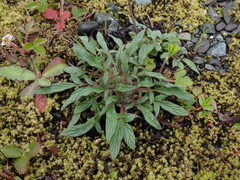 Phacelia leptosepala