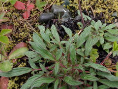 Phacelia leptosepala