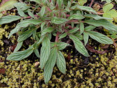 Phacelia leptosepala