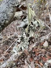 Parmotrema hypotropum