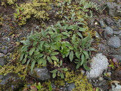 Phacelia leptosepala