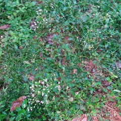 Fleischmannia incarnata