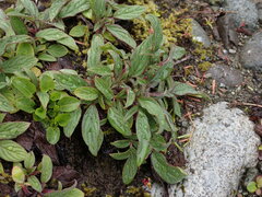 Phacelia leptosepala