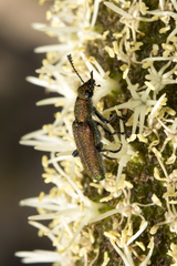 Eleale aulicodes