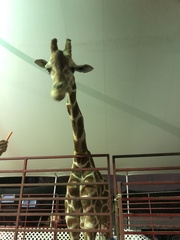 Giraffidae