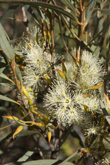 Eucalyptus xanthonema