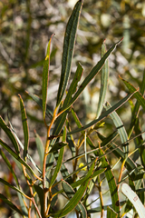 Eucalyptus xanthonema