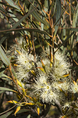 Eucalyptus xanthonema