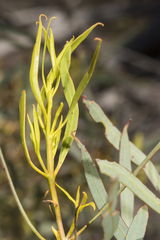 Eucalyptus xanthonema