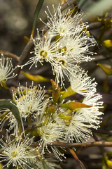 Eucalyptus xanthonema