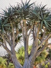Aloidendron