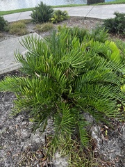Zamia