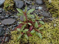 Penstemon serrulatus