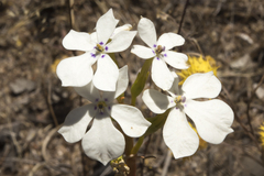 Isotoma hypocrateriformis
