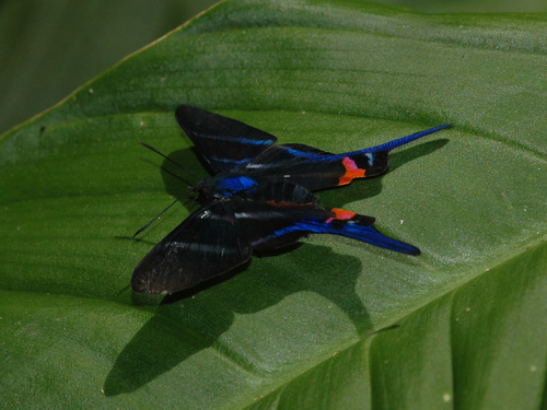 Long-tailed Metalmark
