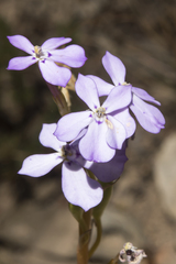 Isotoma hypocrateriformis