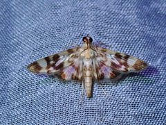 Spilomelinae