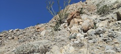 Horsfordia newberryi