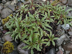 Phacelia leptosepala