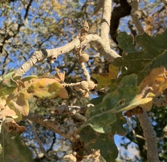 Burnettweldia washingtonensis