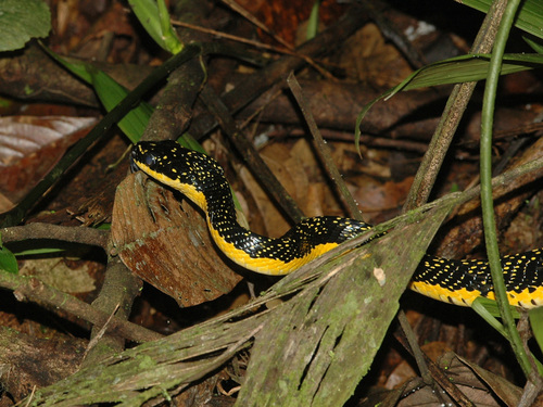 Panamanian Puffing Snake