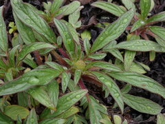 Phacelia leptosepala
