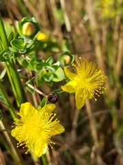 Hypericum myrtifolium