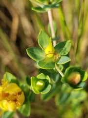 Hypericum myrtifolium