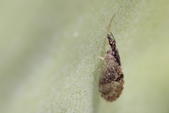 Sympherobius barberi