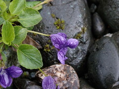 Viola adunca