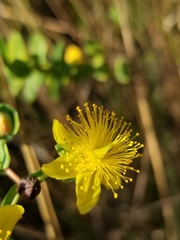 Hypericum myrtifolium