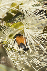 Phyllotocus macleayi