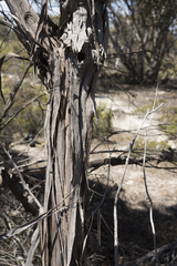Eucalyptus xanthonema