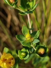 Hypericum myrtifolium