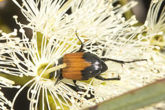 Phyllotocus macleayi