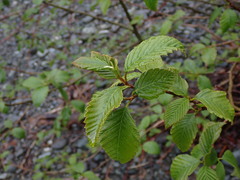 Alnus rubra