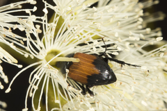 Phyllotocus macleayi