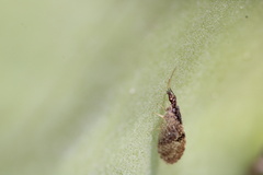 Sympherobius barberi