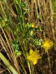 Hypericum myrtifolium