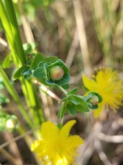Hypericum myrtifolium