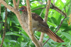 Ortalis ruficeps