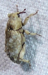 Mitrastethus baridioides