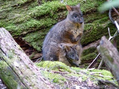 Thylogale billardierii