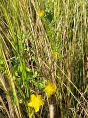 Hypericum myrtifolium