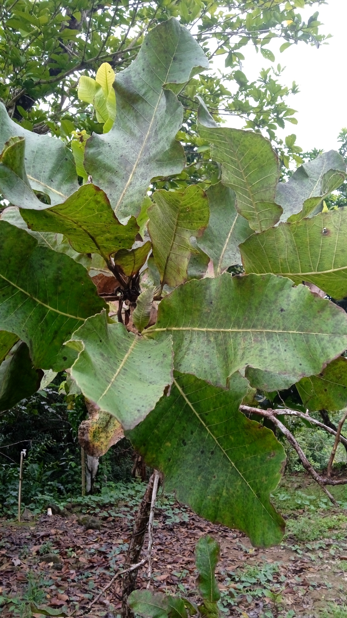 Curatella Roots Curatella americana L.