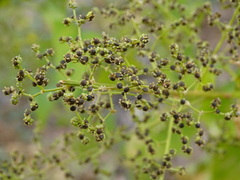 Chenopodiastrum simplex