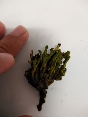Udotea
