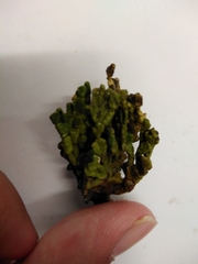 Udotea