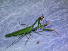 Hierodula philippina
